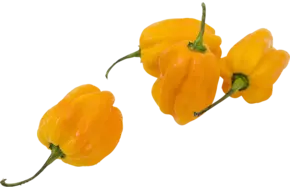 Habanero pepers geel verpakt 250gr